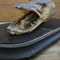 Tete de brochet 3 