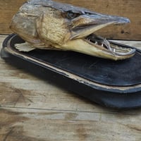 Tete de brochet 4 