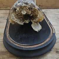 Tete de brochet 5 