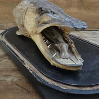 Tete de brochet 6 