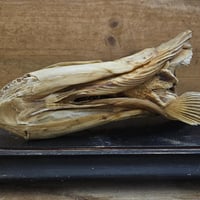 Tete de brochet 7 