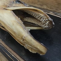 Tete de brochet 8 