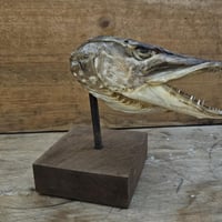 Tete de brochet sur socle 0
