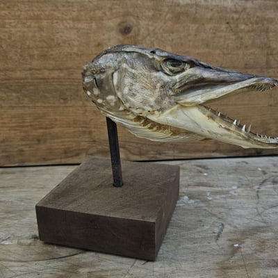 Tete de brochet sur socle 0