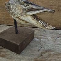 Tete de brochet sur socle 3 