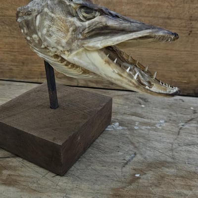 Tete de brochet sur socle 3 