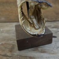 Tete de brochet sur socle 4 
