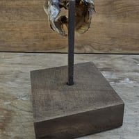 Tete de brochet sur socle 5 