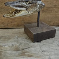 Tete de brochet sur socle 6 