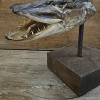 Tete de brochet sur socle 7 