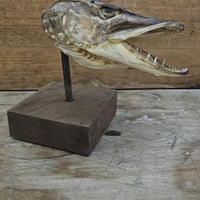 Tete de brochet sur socle 8 